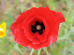 Graines Bio Coquelicot Rouge