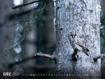 Calendrier LPO 2027 Oiseaux