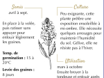 Graines Bio Engrais vert - Moutarde blanche 60 m²