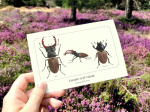 Carte postale naturaliste - Lucane cerf-volant