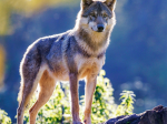 Calendrier 2026 Loups 30 x 30 cm