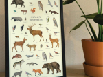 Affiche 40 x 60 cm - Animaux des forêts
