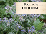 Graines Bio Bourrache officinale