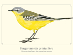 Carte postale naturaliste - Bergeronnette printanière