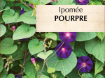 Graines Bio Ipomée Pourpre