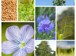 Graines de fleurs bio à semer pour Oiseaux des jardins