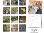 Calendrier 2027 Loups 30 x 30 cm