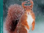 Calendrier 2026 Écureuils 16,5 x 16,5 cm