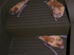 Gîte à chauve-souris Schwegler 1FFH