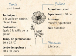 Graines Bio Cosmos Sensation varié