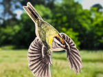 Anti-collisions électrostatiques Oiseaux des campagnes - Lot de 3