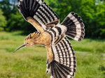 Anti-collisions électrostatiques Oiseaux des campagnes - Lot de 3
