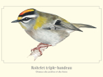 Carte postale naturaliste - Roitelet triple bandeau