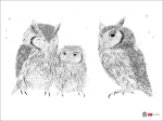 Affiche LPO 60 x 80 cm - Secrets de faune - Hiboux petit-duc