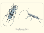 Carte postale naturaliste - Rosalie des Alpes