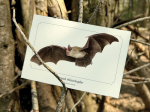 Carte postale simple 10 x 15 cm - Grand Rhinolophe