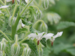 Graines Bio Bourrache blanche