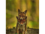 Les secrets de la photo d'animaux