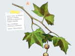Mon petit guide nature, Les arbres