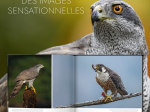 Extraordinaires oiseaux