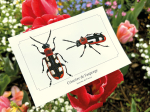 Carte postale naturaliste - Criocère de l'asperge