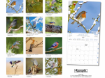 Calendrier 2027 Oiseaux des jardins 30 x 30 cm