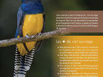 Guide expert des oiseaux de Guyane