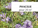Graines Bio Engrais vert - Phacélie 20 m2