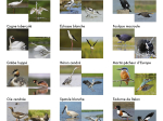 Memolo XL - 12 oiseaux des marais