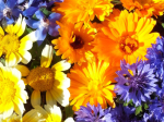 Graines bio de fleurs utiles et comestibles