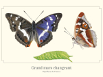 Carte postale naturaliste - Grand mars changeant