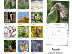 Calendrier 2027 Chouettes 30 x 30 cm