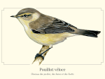 Carte postale naturaliste - Pouillot véloce