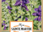 Graines Bio Sauge Verte