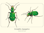 Carte postale naturaliste - Cicindèle champêtre
