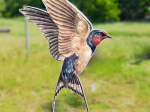 Anti-collisions électrostatiques Oiseaux des campagnes - Lot de 3
