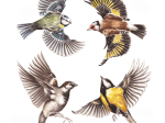 Anti-collisions électrostatiques Oiseaux des jardins - Lot de 4