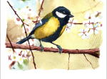 Carte postale - La Mésange charbonnière