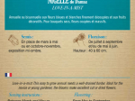 Graines Bio Nigelle de Damas