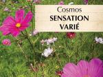 Graines Bio Cosmos Sensation varié