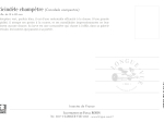 Carte postale naturaliste - Cicindèle champêtre