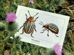 Carte postale naturaliste - Doryphore