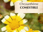 Graines Bio Chrysanthème comestible