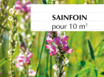 Graines Bio Engrais vert - Sainfoin Vivace 10 m²