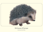 Carte postale naturaliste - Hérisson d'Europe