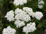 Graines Bio Achillée Millefeuille