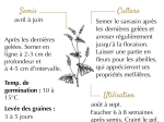 Graines Bio Engrais vert - Sarrasin Vivace 30 m²
