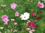 Graines Bio Cosmos Sensation varié
