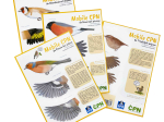 Lot de 4 mobiles Oiseaux n°2 - LPO x CPN