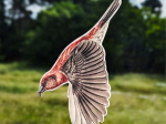 Anti-collisions électrostatiques Oiseaux des montagnes - Lot de 4
